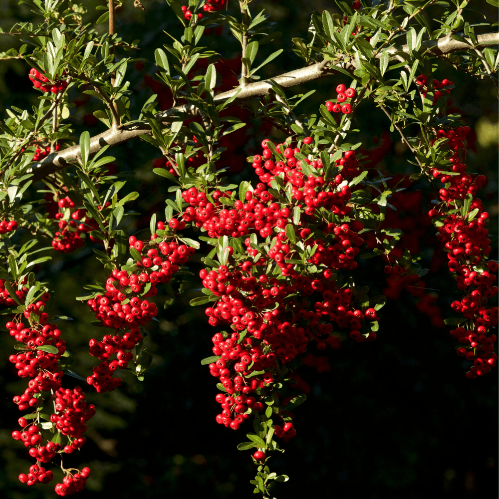 Buisson ardent 'Red Column' - Pyracantha coccinea 'Red Column' - FLEURANDIE