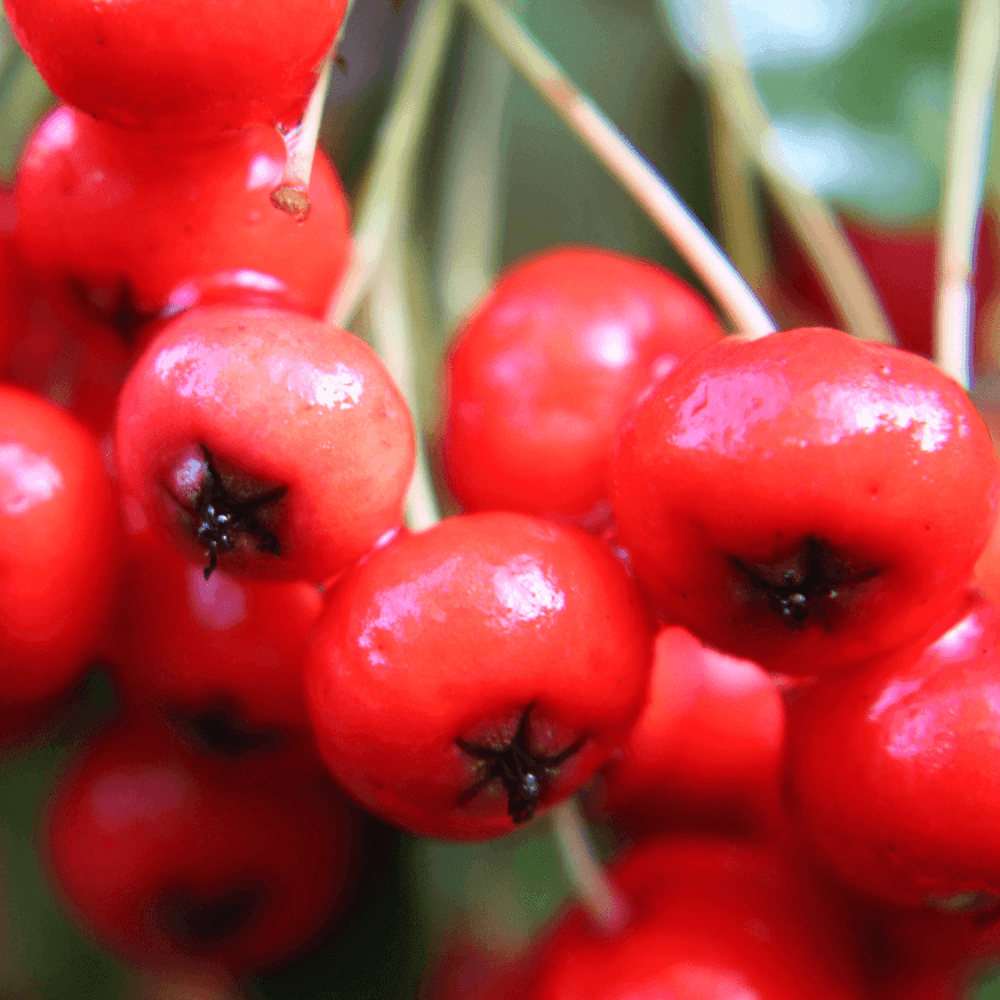 Buisson ardent 'Red Column' - Pyracantha coccinea 'Red Column' - FLEURANDIE