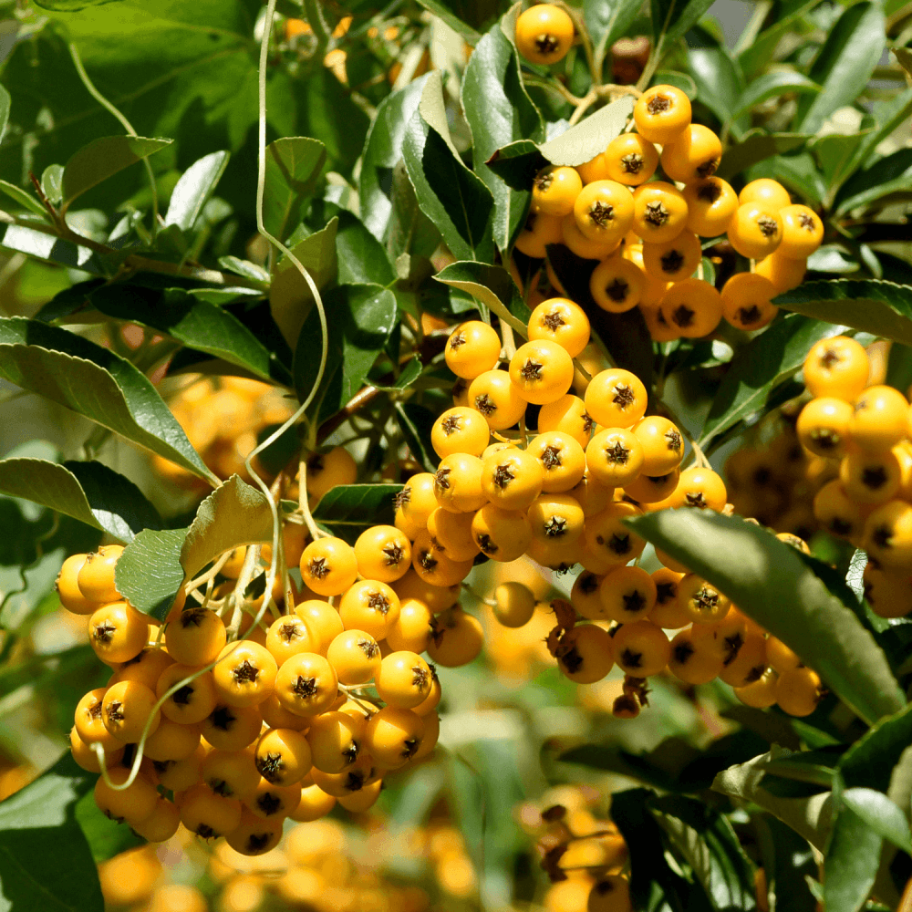 Buisson ardent 'Soleil D'or' - Pyracantha 'Soleil D'Or' - FLEURANDIE