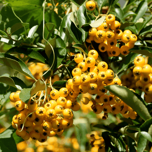 Buisson ardent 'Soleil D'or' - Pyracantha 'Soleil D'Or' - FLEURANDIE