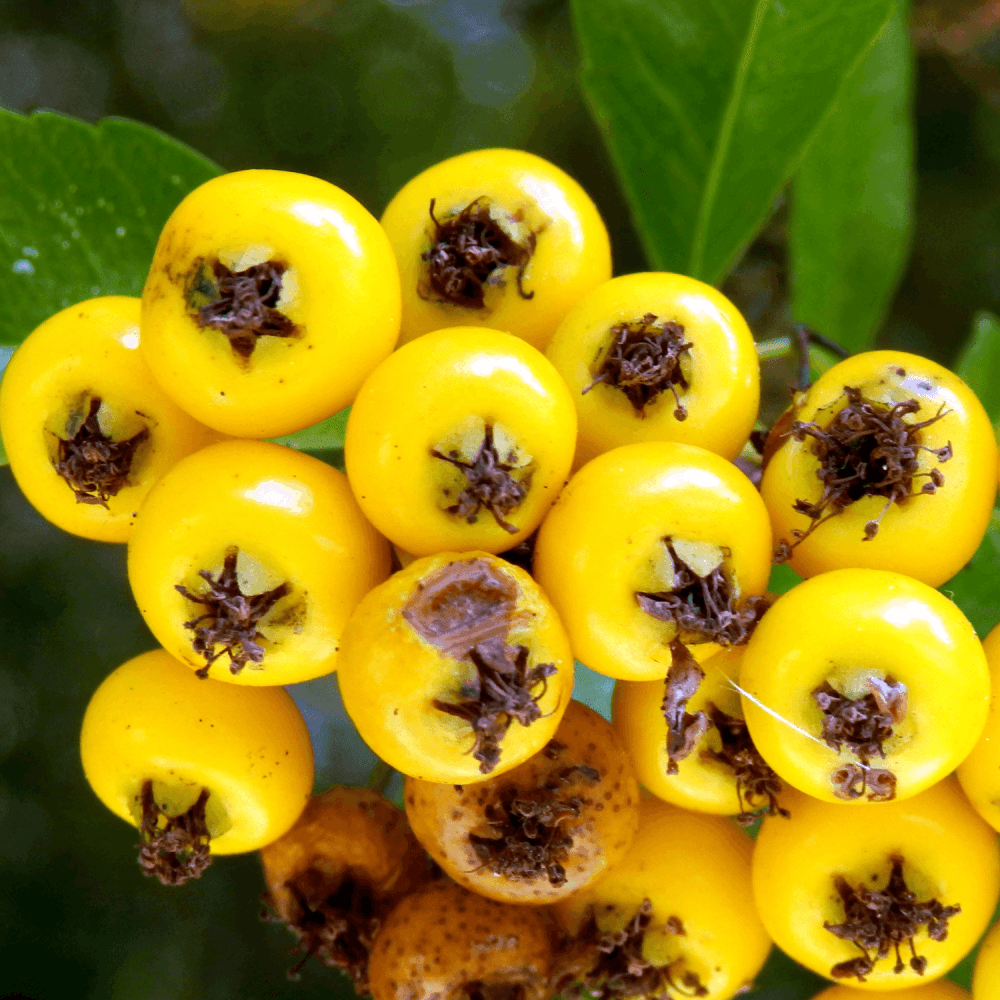 Buisson ardent 'Soleil D'or' - Pyracantha 'Soleil D'Or' - FLEURANDIE