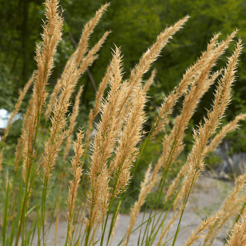 Calamagrostide brachytrica - Calamagrostis brachytricha - FLEURANDIE