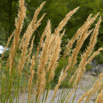 Calamagrostide brachytrica - Calamagrostis brachytricha