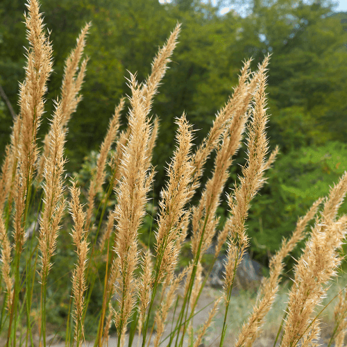 Calamagrostide brachytrica - Calamagrostis brachytricha - FLEURANDIE