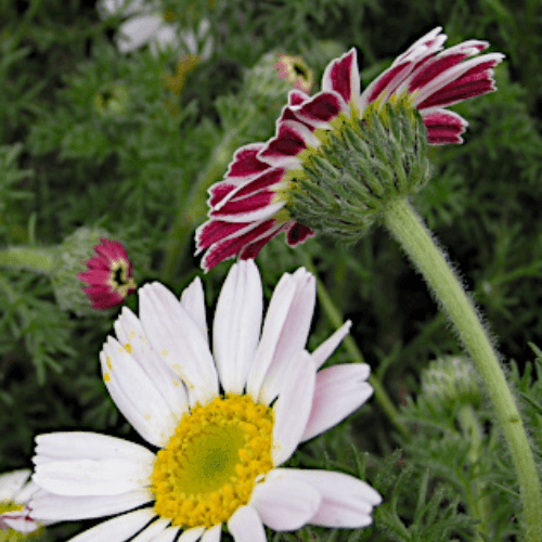 Camomille Marocaine 'Compactum'- Anacyclus depressus 'Compactum' - FLEURANDIE