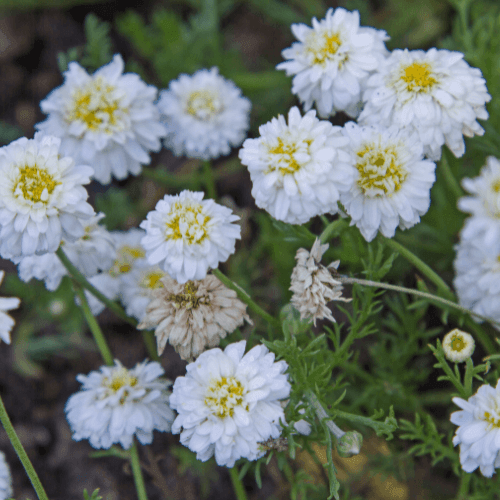 Camomille romaine 'Ligulosa' - Chamaemelum nobile 'Ligulosa' - FLEURANDIE