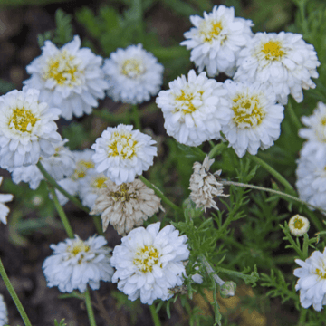 Camomille romaine 'Ligulosa' -  Chamaemelum nobile 'Ligulosa'