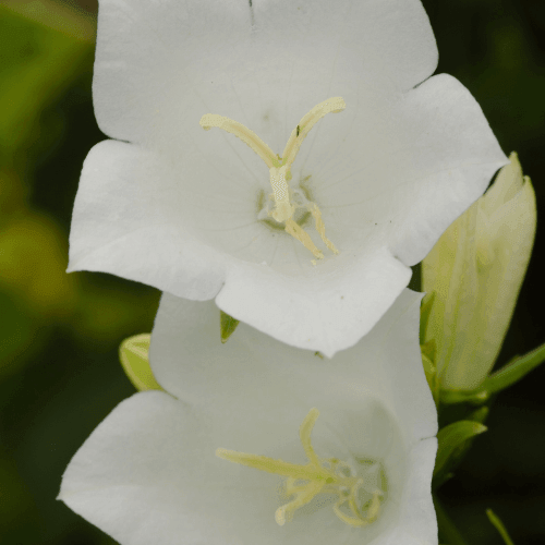 Campanule à feuilles de pêcher 'Alba' - Campanula persicifolia 'Alba' - FLEURANDIE