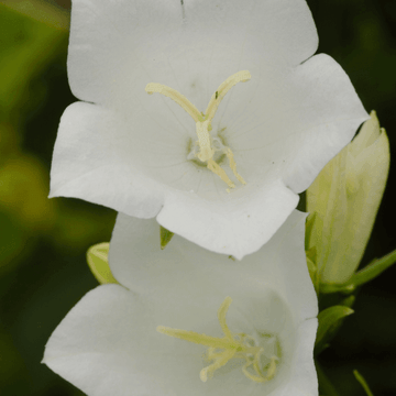 Campanule à feuilles de pêcher 'Alba' - Campanula persicifolia 'Alba'