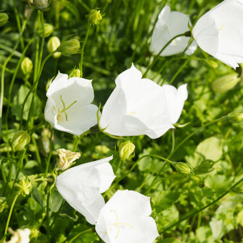 Campanule à feuilles de pêcher 'Alba' - Campanula persicifolia 'Alba' - FLEURANDIE