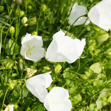 Campanule à feuilles de pêcher 'Alba' - Campanula persicifolia 'Alba'