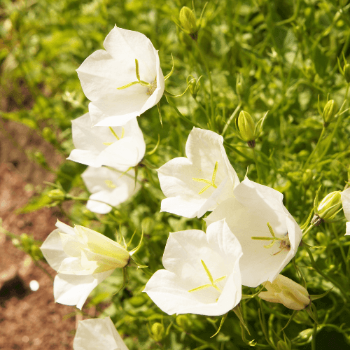 Campanule à feuilles de pêcher 'Alba' - Campanula persicifolia 'Alba' - FLEURANDIE