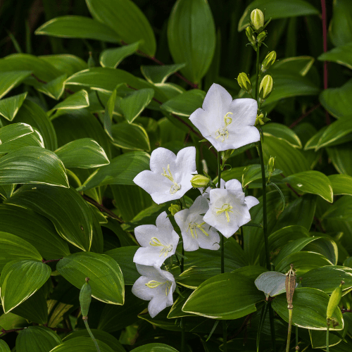 Campanule des Carpates Blanche - Campanula carpatica Alba - FLEURANDIE