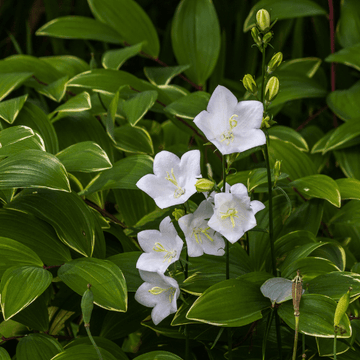 Campanule des Carpates Blanche - Campanula carpatica Alba