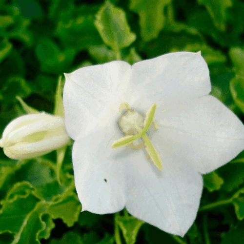 Campanule des Carpates Blanche - Campanula carpatica Alba - FLEURANDIE