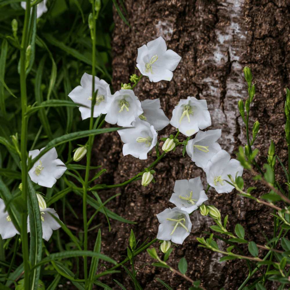 Campanule des Carpates Blanche - Campanula carpatica Alba - FLEURANDIE