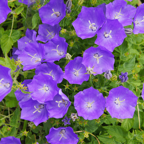 Campanule des Carpates Bleue - Campanula carpatica blue - FLEURANDIE