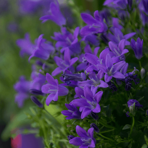 Campanule des murailles - Campanula muralis - FLEURANDIE