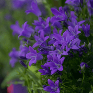 Campanule des murailles - Campanula muralis - FLEURANDIE