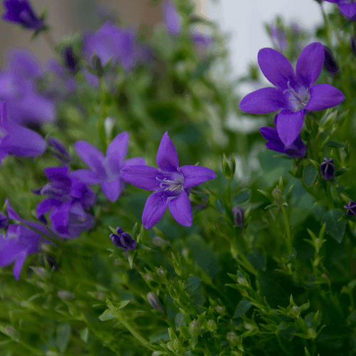 Campanule des murailles - Campanula muralis - FLEURANDIE