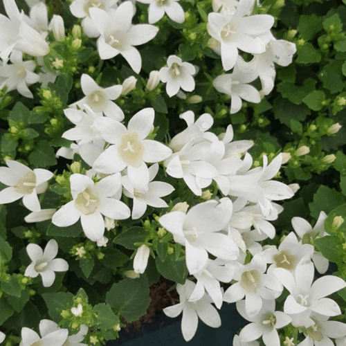 Campanule des murets blanche - Campanula poscharskyana 'alba' - FLEURANDIE