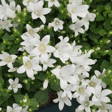 Campanule des murets blanche - Campanula poscharskyana 'alba'