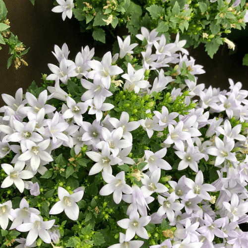 Campanule des murets blanche - Campanula poscharskyana 'alba' - FLEURANDIE