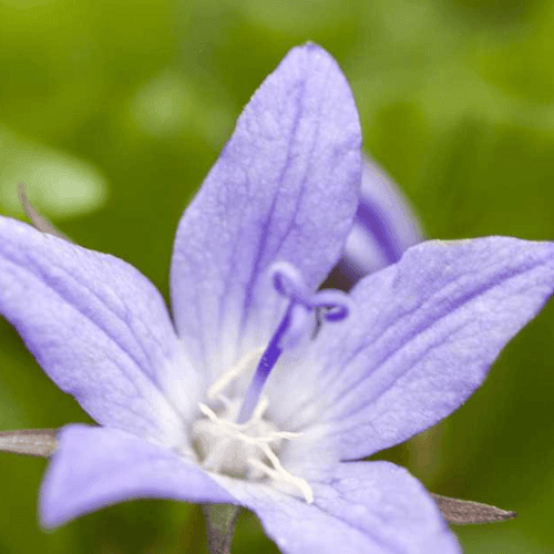 Campanule des murets bleue - Campanula poscharskyana 'blue' - FLEURANDIE