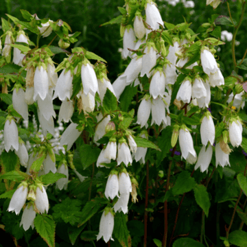 Campanule punctata blanche - Campanula punctata alba