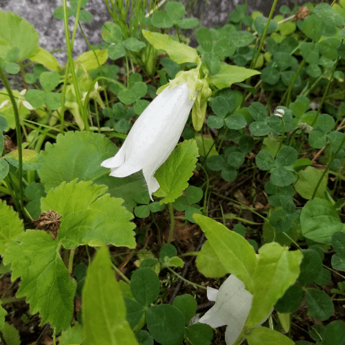 Campanule punctata blanche - Campanula punctata alba - FLEURANDIE