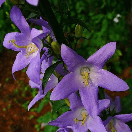 Campanule pyramidale bleue - Campanula pyramidalis 'blue' - FLEURANDIE