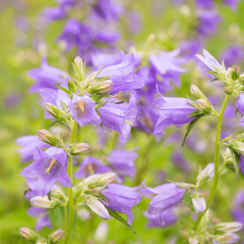 Campanule takesimana 'Elisabeth' - Campanula takesimana 'Elisabeth' - FLEURANDIE