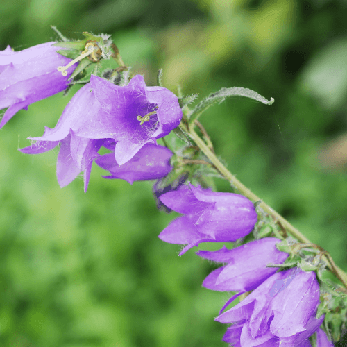 Campanule takesimana 'Elisabeth' - Campanula takesimana 'Elisabeth' - FLEURANDIE