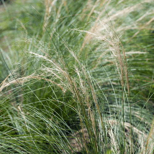 Canche cespiteuse 'Pixie Fountain' - Deschampsia cespitosa 'Pixie Fountain' - FLEURANDIE