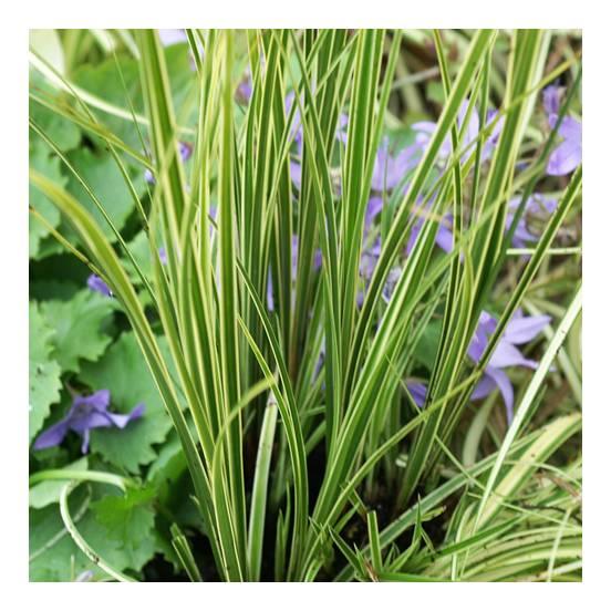 Carex morrowii 'Variegata' - Carex morrowii 'Variegata' - FLEURANDIE