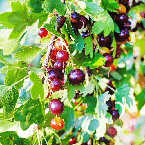 Casseiller 'Jostaberry' - Ribes 'Jostaberry' - FLEURANDIE