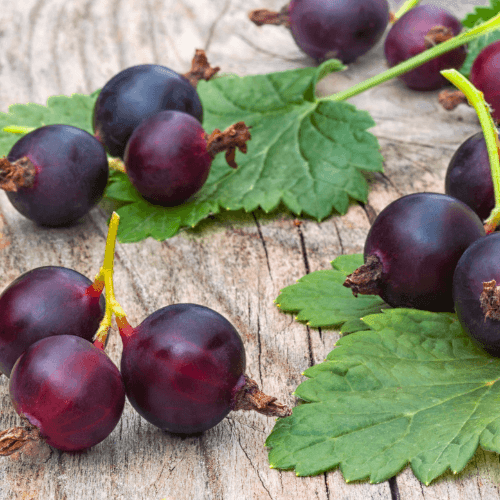 Casseiller 'Jostaberry' - Ribes 'Jostaberry' - FLEURANDIE