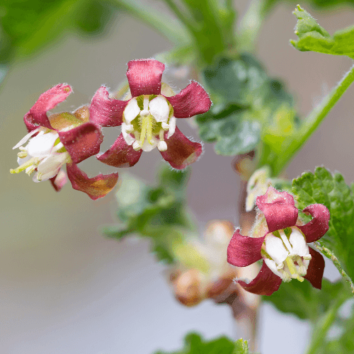 Casseiller 'Jostaberry' - Ribes 'Jostaberry' - FLEURANDIE