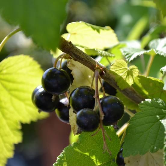 Cassissier 'Andega' - Ribes nigrum 'Andega' - FLEURANDIE