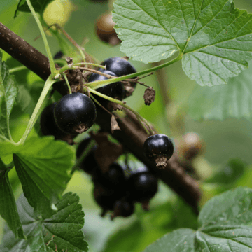 Cassissier 'Noir de Bourgogne' - Ribes nigrum 'Noir de Bourgogne'