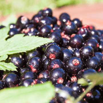 Cassissier 'Noir de Bourgogne' - Ribes nigrum 'Noir de Bourgogne'