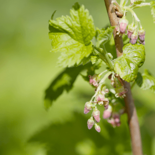 Cassissier 'Ben Nevis' - Ribes nigrum 'Ben Nevis' - FLEURANDIE