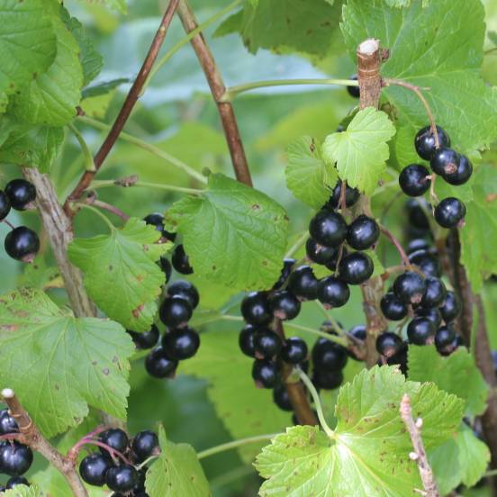 Cassissier 'Géant de Boskoop' - Ribes nigrum 'Géant de Boskoop' - FLEURANDIE