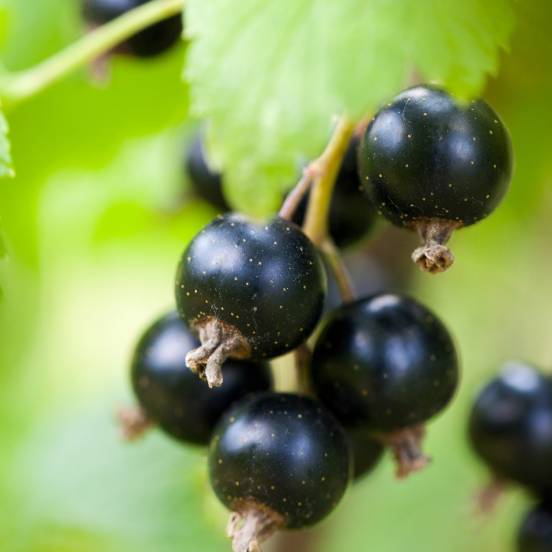 Cassissier 'Géant de Boskoop' - Ribes nigrum 'Géant de Boskoop' - FLEURANDIE