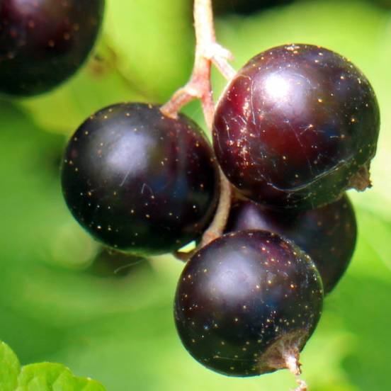 Cassissier 'Géant de Boskoop' - Ribes nigrum 'Géant de Boskoop' - FLEURANDIE