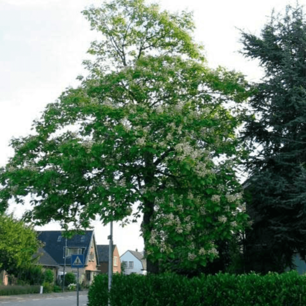 Catalpa commun - Catalpa bignonioides - FLEURANDIE