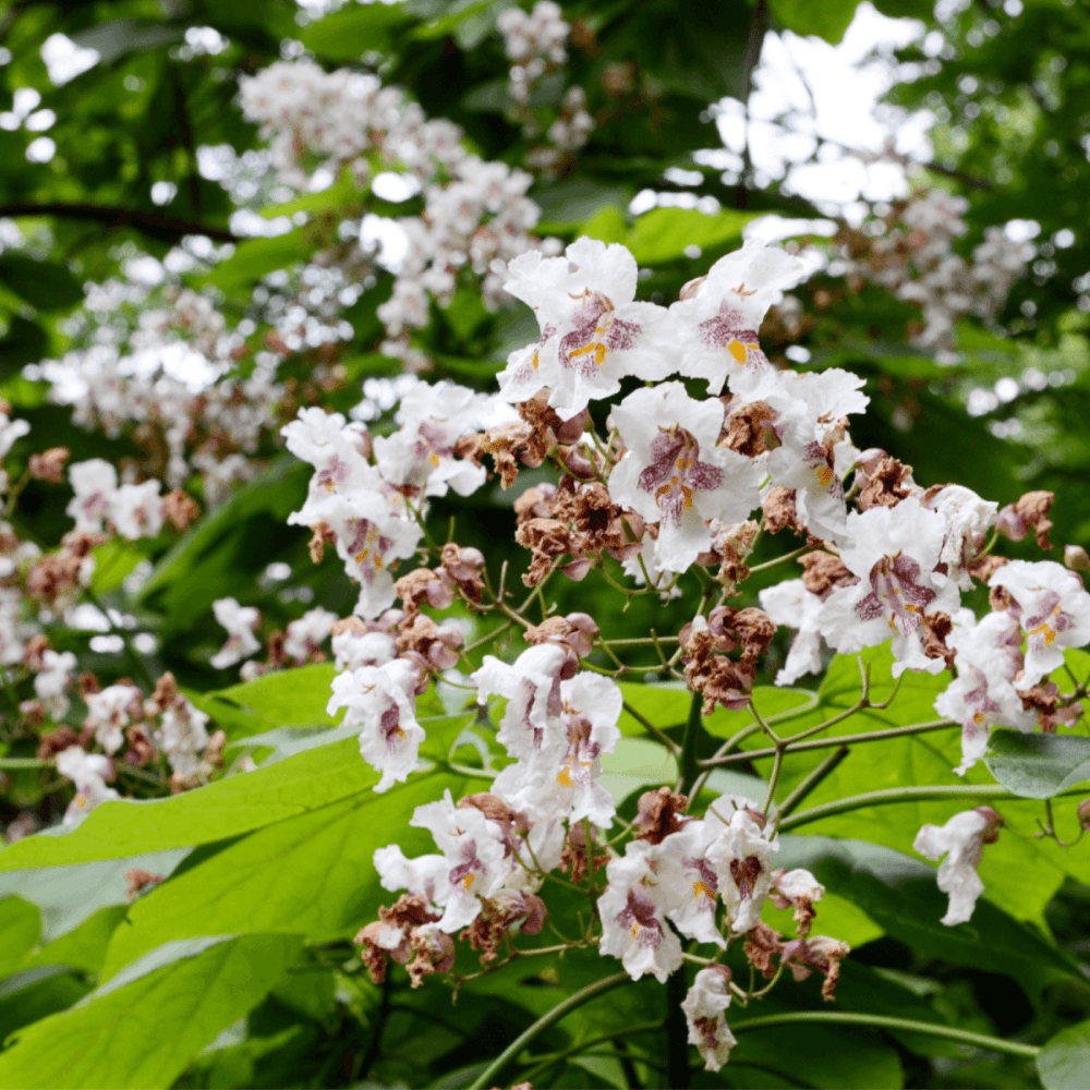 Catalpa commun - Catalpa bignonioides - FLEURANDIE