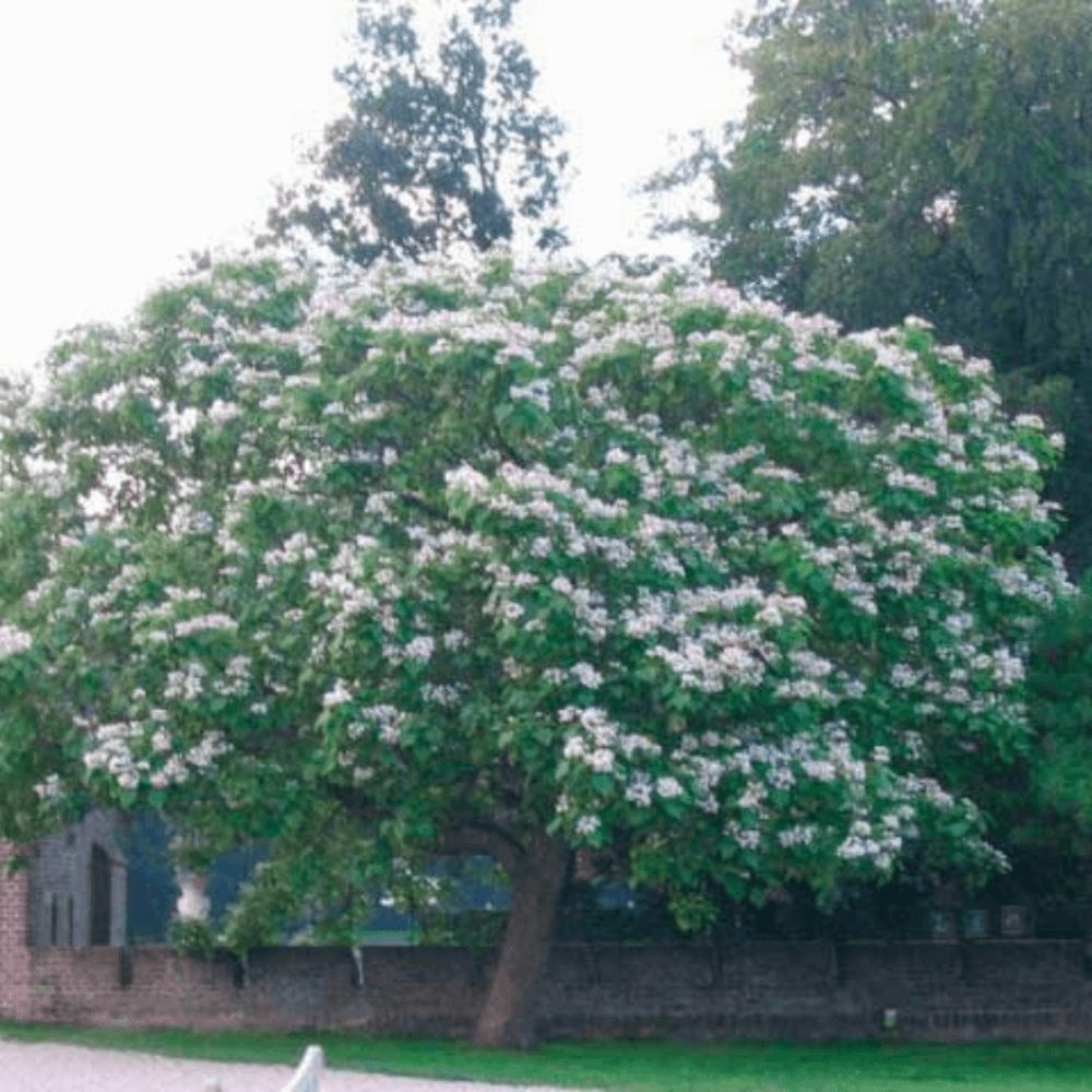 Catalpa commun - Catalpa bignonioides - FLEURANDIE