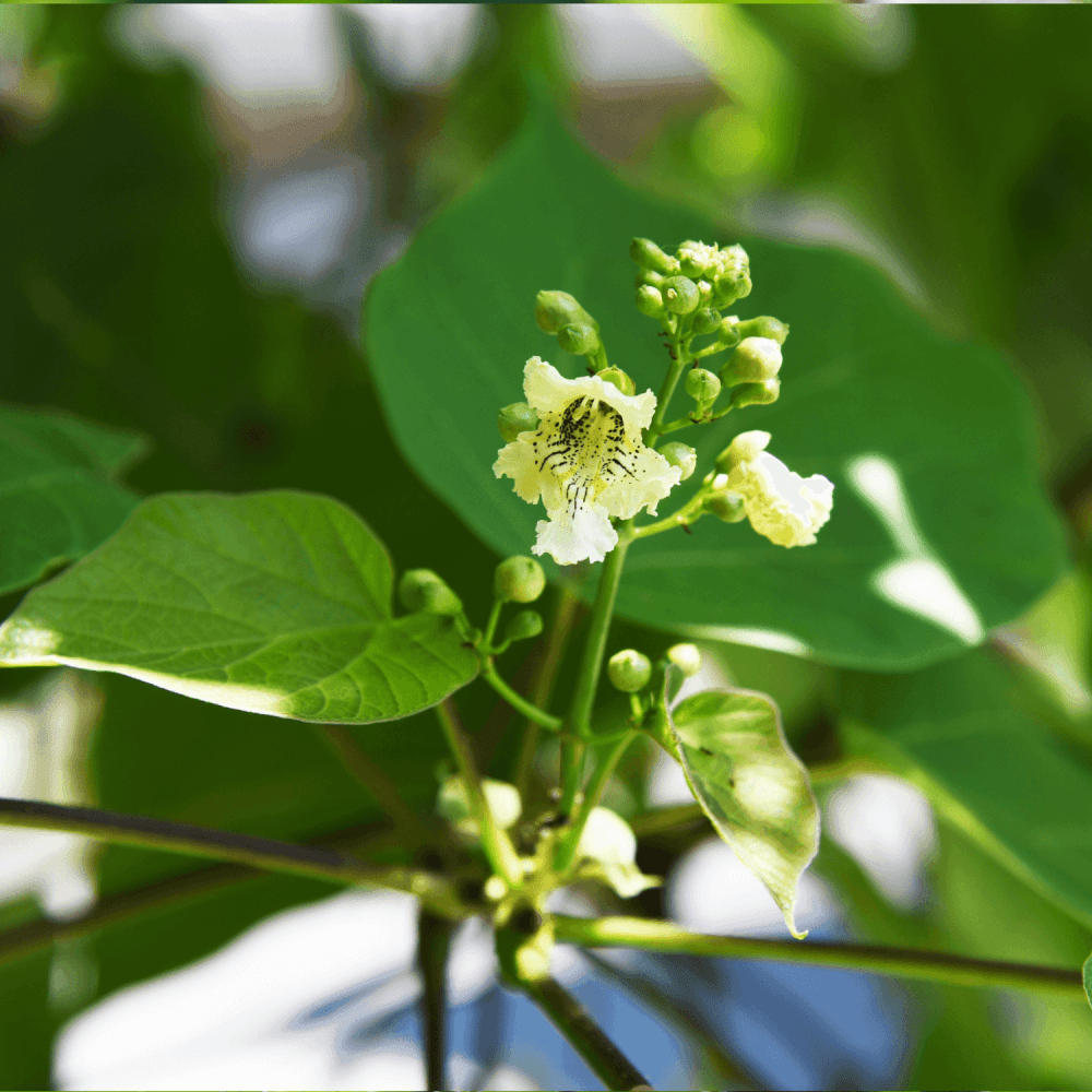 Catalpa de Caroline 'Nana' - Catalpa bignonioides 'Nana' - FLEURANDIE