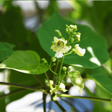 Catalpa de Caroline 'Nana' - Catalpa bignonioides 'Nana'